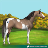 Horse Color:Bay Dun Tobiano 