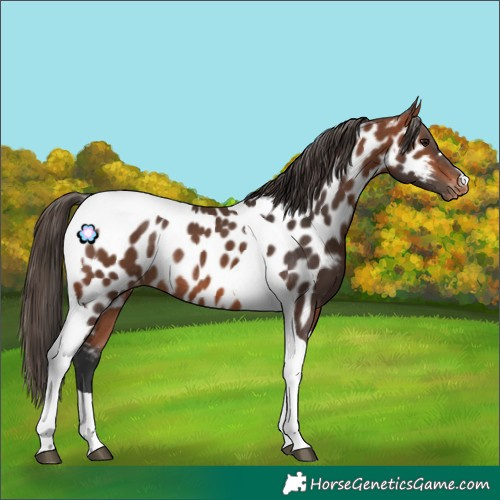 Horse Color:Bay Tobiano Appaloosa Rabicano