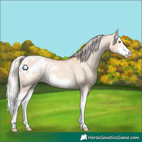 Horse Color:Silver Classic Champagne Dun Splash Frame Blanket 