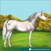 Horse Color:Silver Classic Champagne Dun Splash Frame Appaloosa 