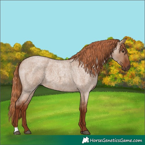 Horse Color:Red Dun Roan