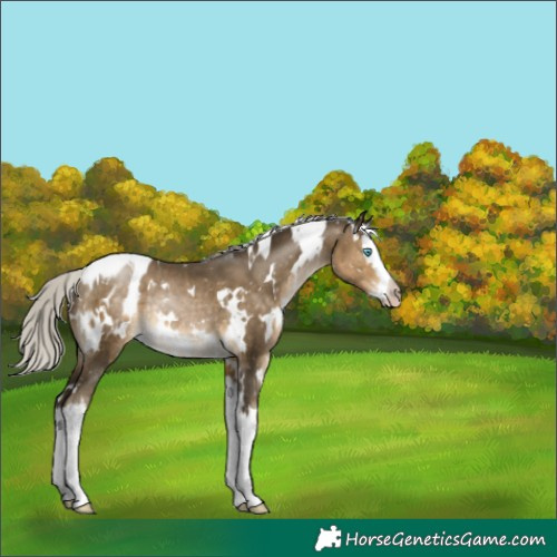 Horse Color:Gray White Spotted Silver Buckskin Pearl Splash Appaloosa Rabicano