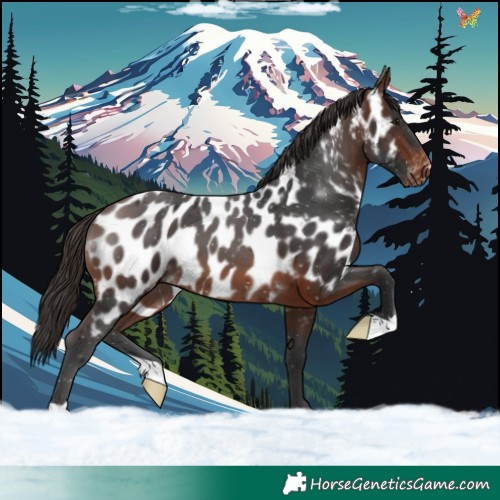 Horse Color:Brown Appaloosa 