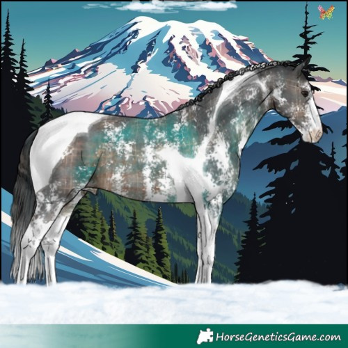 Horse Color:Plaid  Brown Sabino Tobiano 