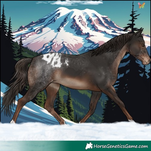 Horse Color:Liver Chestnut Appaloosa