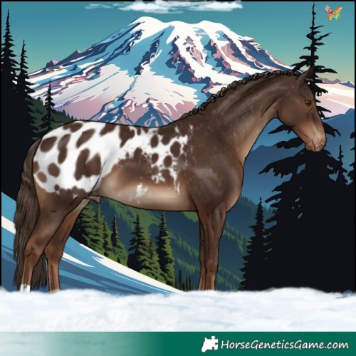 Horse Color:Liver Chestnut Appaloosa