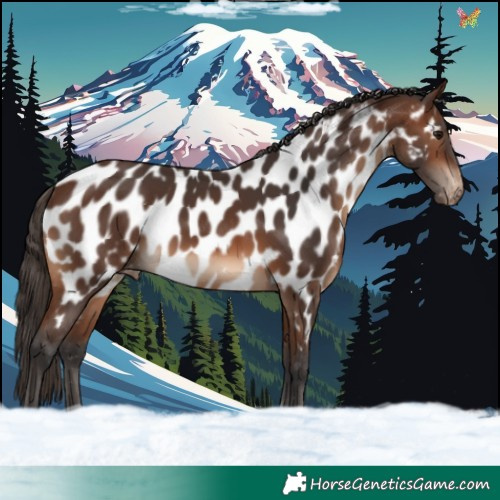 Horse Color:Brown Appaloosa