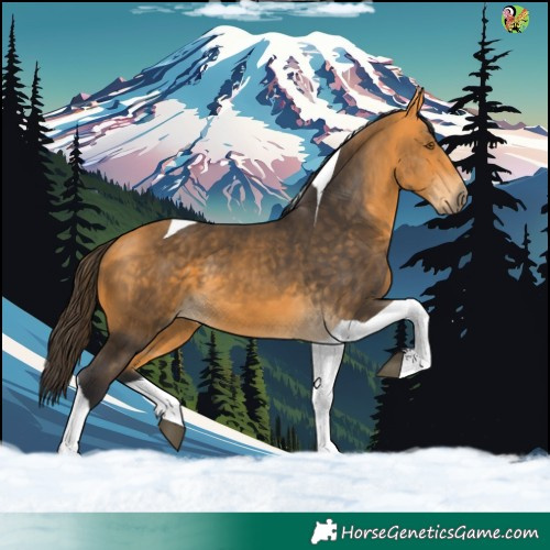 Horse Color:Buckskin Tobiano