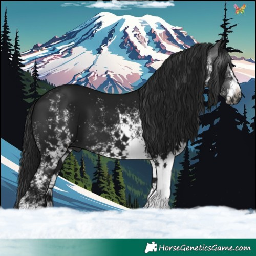 Horse Color:Gray White Spotted Brown