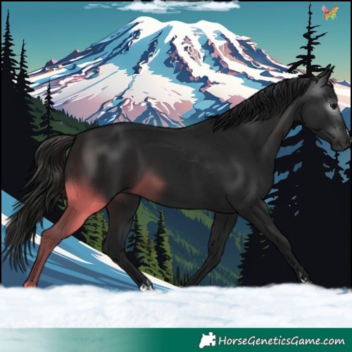 Horse Color:Gray Brown