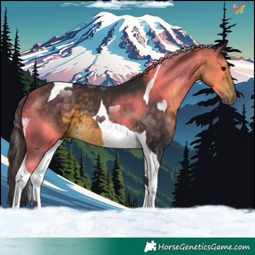 Horse Color:Buckskin Tobiano 