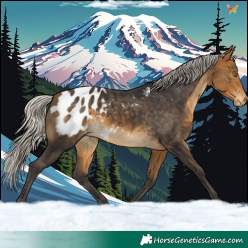 Horse Color:Silver Buckskin Appaloosa 