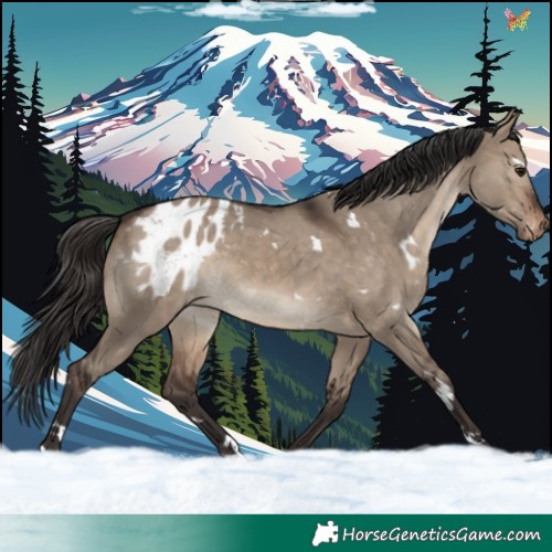 Horse Color:White Spotted Brown Dun Blanket 