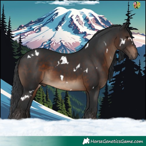Horse Color:White Spotted Brown
