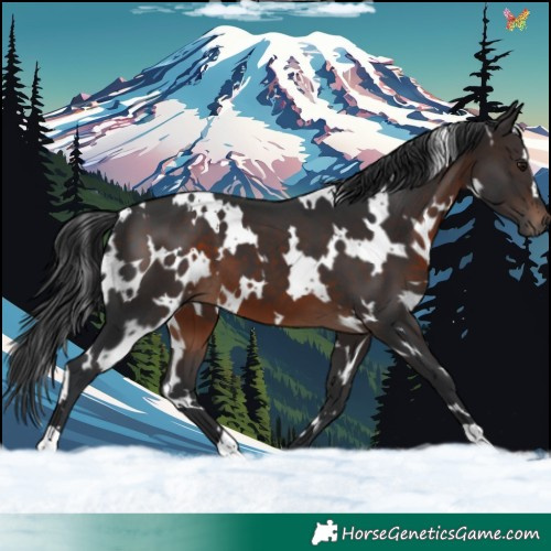 Horse Color:White Spotted Brown 