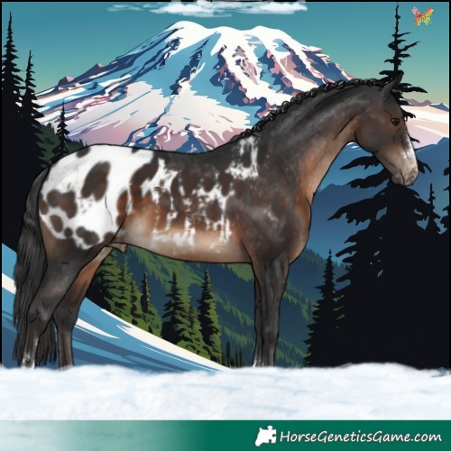 Horse Color:Brown Appaloosa 