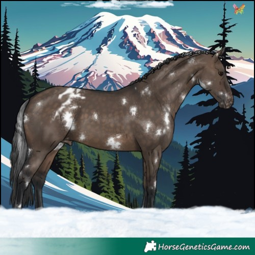 Horse Color:White Spotted Brown Dun Appaloosa
