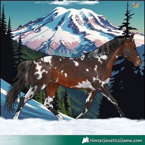 Horse Color:White Spotted Brown Appaloosa