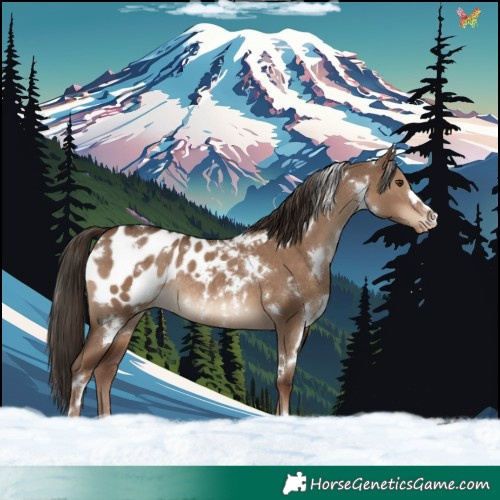 Horse Color:White Spotted Liver Red Dun Appaloosa Rabicano 