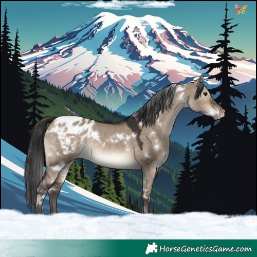 Horse Color:White Spotted Brown Dun Appaloosa Rabicano