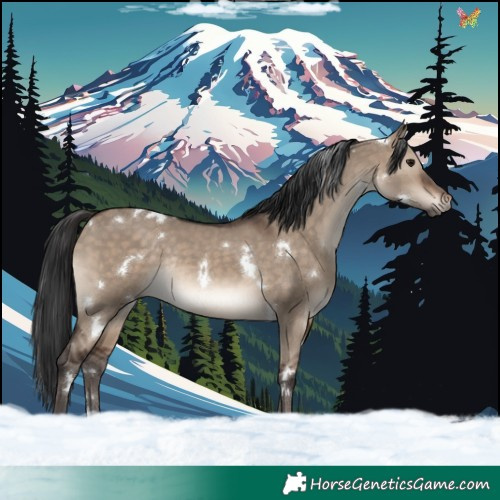 Horse Color:White Spotted Brown Dun Rabicano