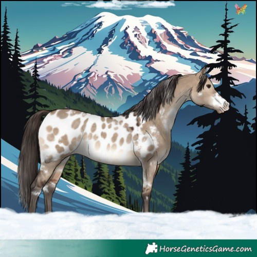 Horse Color:White Spotted Bay Dun Appaloosa Rabicano