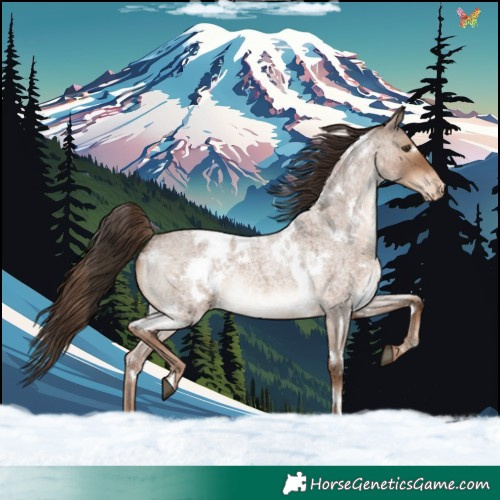 Horse Color:White Spotted Liver Red Dun Roan Appaloosa Rabicano