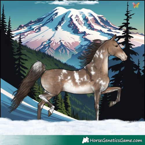 Horse Color:White Spotted Bay Dun Varnish Rabicano