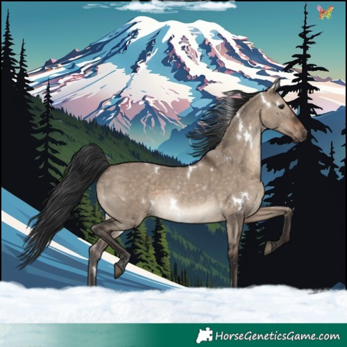 Horse Color:White Spotted Brown Dun Rabicano