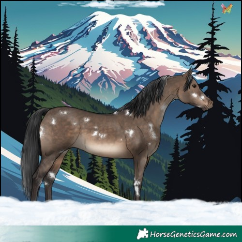 Horse Color:White Spotted Brown Dun Rabicano 