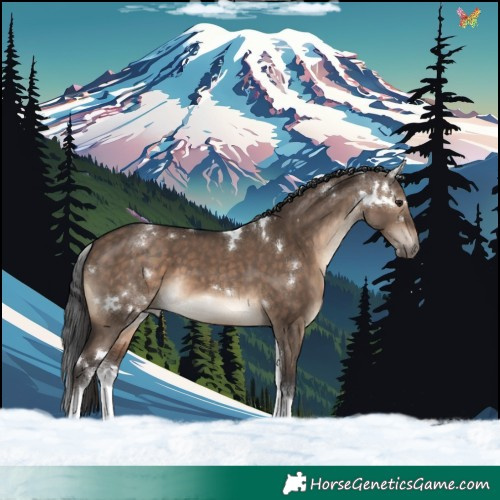Horse Color:White Spotted Brown Dun Rabicano
