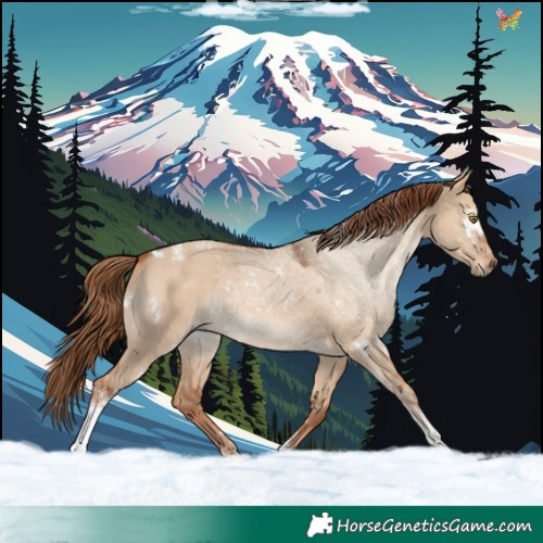 Horse Color:White Spotted Red Dun Tobiano Rabicano 