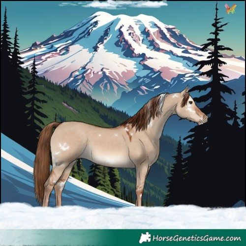 Horse Color:White Spotted Red Dun Rabicano 