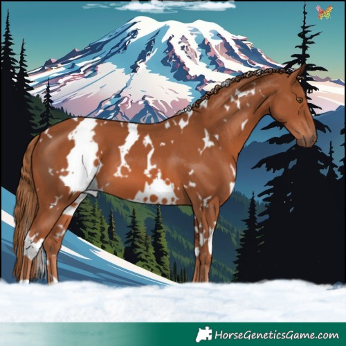 Horse Color:White Spotted Chestnut 