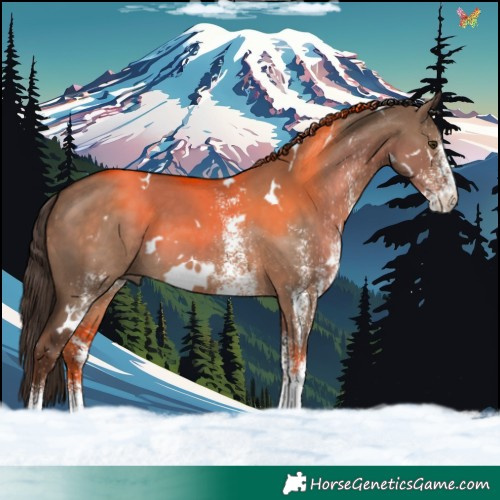 Horse Color:White Spotted Liver Red Dun 