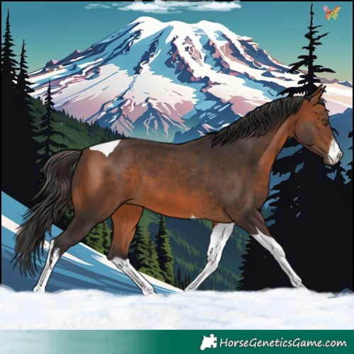Horse Color:White Spotted Bay Tobiano 
