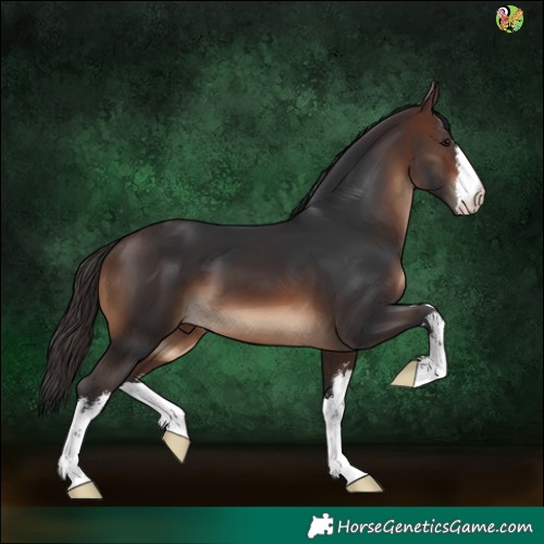 Horse Color:White Spotted Brown 