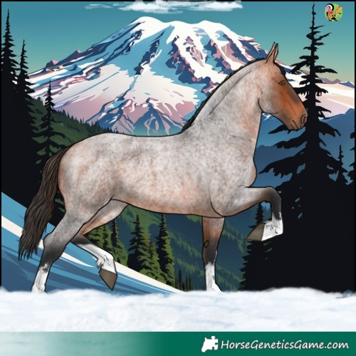 Horse Color:White Spotted Bay Roan