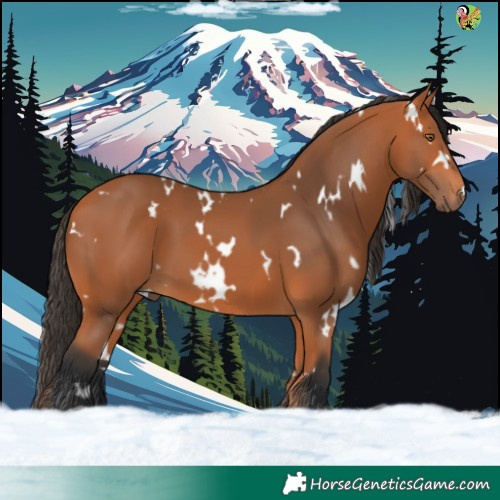 Horse Color:White Spotted Bay