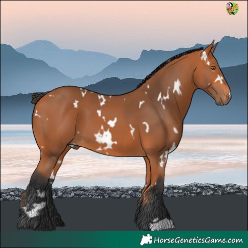Horse Color:White Spotted Bay 