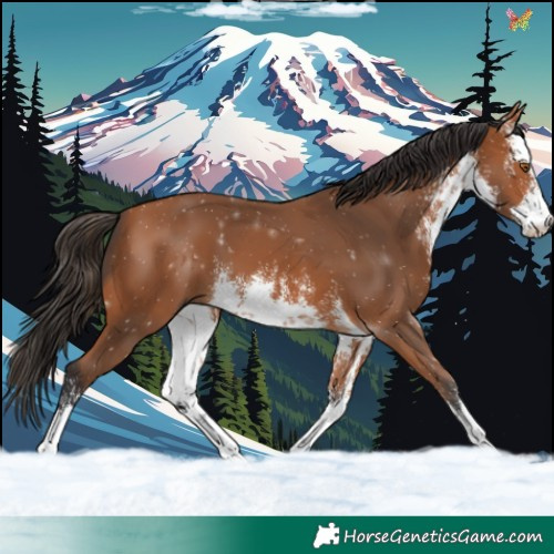 Horse Color:White Spotted Bay 