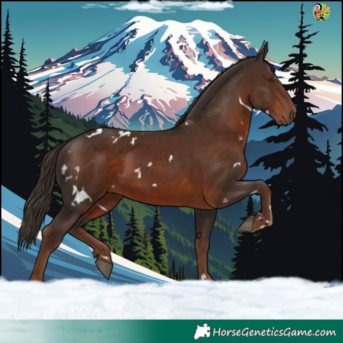 Horse Color:White Spotted Liver Chestnut