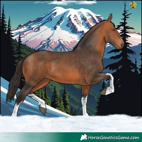 Horse Color:White Spotted Bay