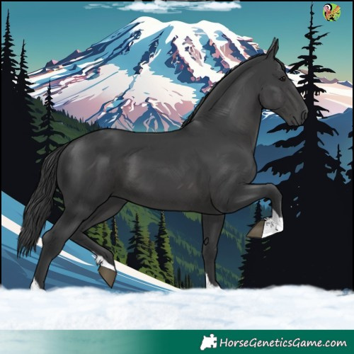 Horse Color:White Spotted Black Tobiano