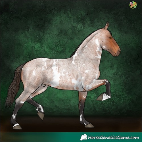 Horse Color:White Spotted Bay Roan 