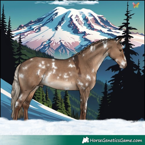 Horse Color:White Spotted Liver Red Dun Rabicano