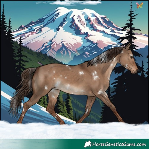 Horse Color:White Spotted Liver Red Dun Rabicano