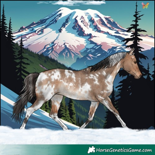 Horse Color:White Spotted Bay Dun Rabicano 