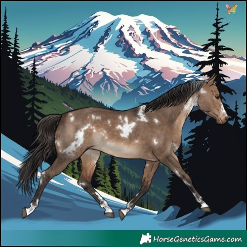 Horse Color:White Spotted Bay Dun Rabicano