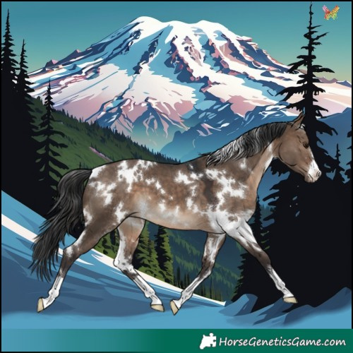 Horse Color:White Spotted Brown Dun